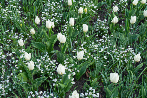 White Tulips Outdoor, Spring Tulipa Flowers Flowerbed, Light Tulip Petals and Buds