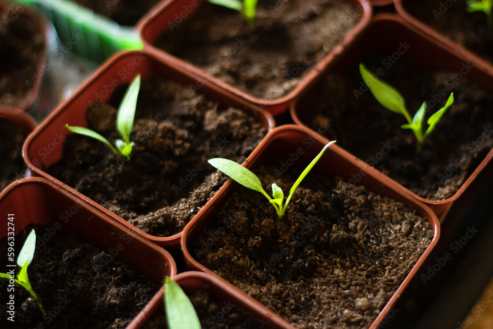 plant in soil plant in soil