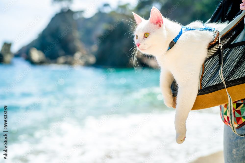 A whole white cat in a harness and on a leash in a backpack on a walk along a tourist path by the seashore - obrazy, fototapety, plakaty 