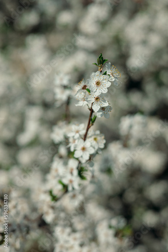 Closeup of branch of blooming tree with flowers growing in spring park on sunny day  © Dzmitry