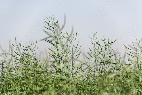 Unripe green rapeseed pods in cultivated agricultural field.