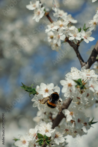 Bumblebee collecting nectar on blooming tree in spring in park  © Dzmitry