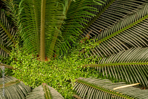Thickets of tropical greenery. Soleirolia plants grow among the large leaves of sago palm in greenhouse of the Winter Garden. Blur and selective focus. full frame .