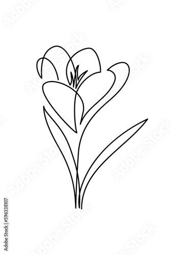 Spring crocus flower in continuous line art drawing style. Black linear sketch isolated on white background. Vector illustration