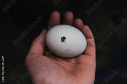 Wall Mural Silkie chicken hatching cracking eggs, broody hen with chicks