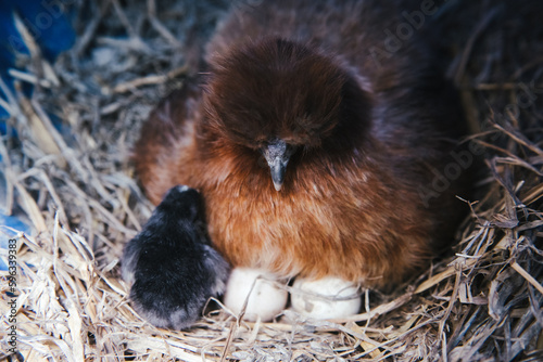Fotografía Silkie chicken hatching cracking eggs, broody hen with chicks