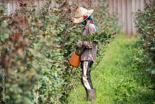 Asian farmer Working in the red rose field. to prepare for sale in the market. to farmer and agriculture concept.