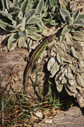 Lizard on wood photo