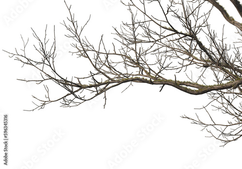 Foreground branches of a big tree on transparent background