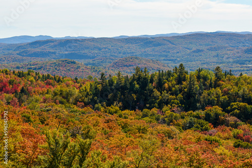 Fototapeta Naklejka Na Ścianę i Meble -  Maples in Canada (Autumn season)