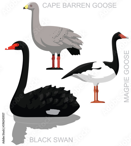 Cute Bird Black Swan Australian Goose Set Cartoon Vector
