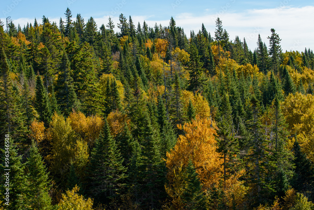 Maples in Canada (Autumn season)