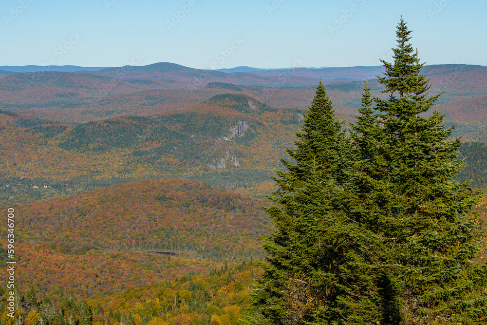 Maples in Canada (Autumn season)