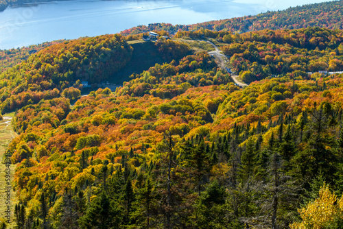 Maples in Canada  Autumn season 