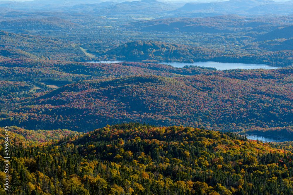 Fototapeta premium Maples in Canada (Autumn season)