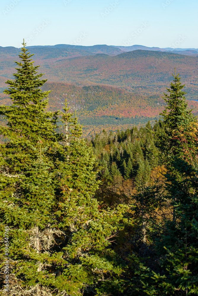 Fototapeta premium Maples in Canada (Autumn season)