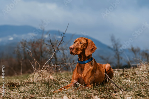 Vizsla Dog Resting in Mountains while Hiking