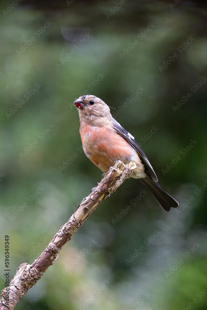 Fototapeta premium Juvenile male Eurasian Bullfinch (Pyrrhula pyrrhula) with adult feathers coming through, perched on a branch - Yorkshire, UK in September
