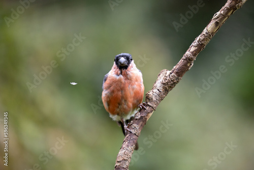 Vászonkép Bird bullfinch