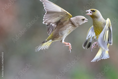 Male and female Greenfinches (Chloris chloris) fight in mid air - Yorkshire, UK in February