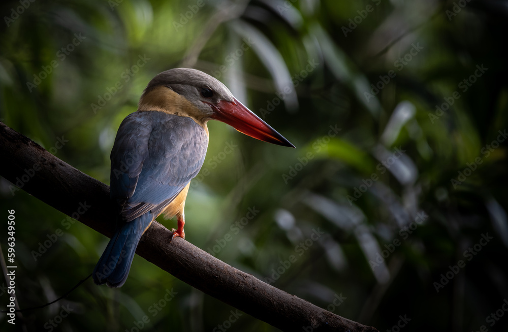 Fototapeta premium Stork-billed Kingfisher on the branch tree.