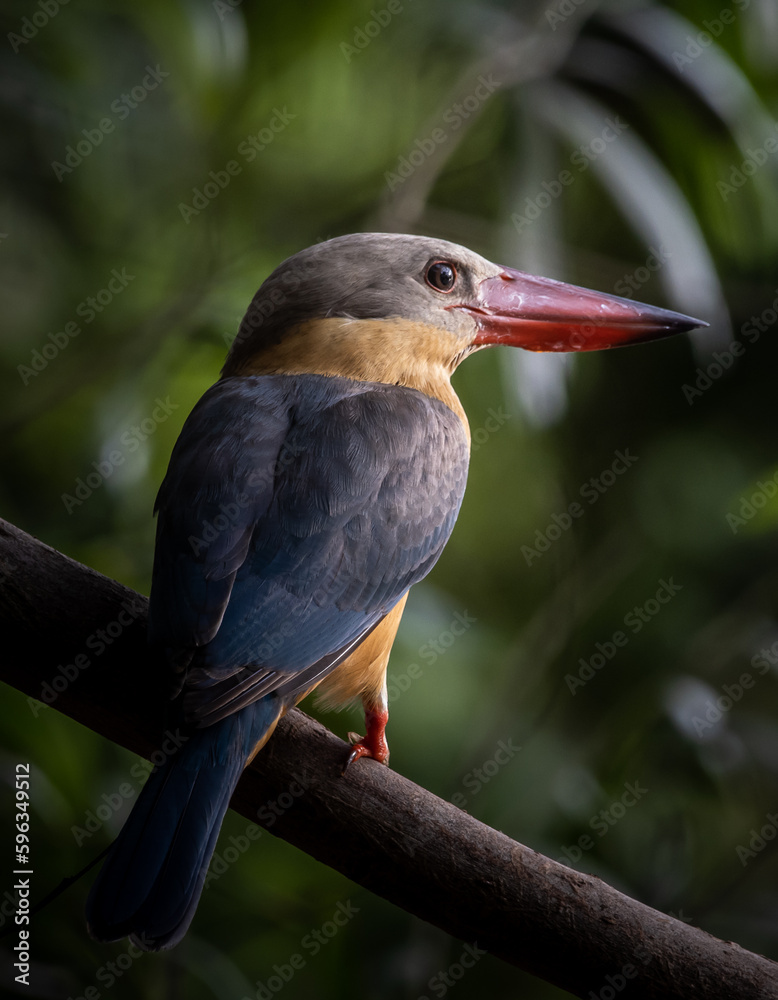 Fototapeta premium Stork-billed Kingfisher on the branch tree.