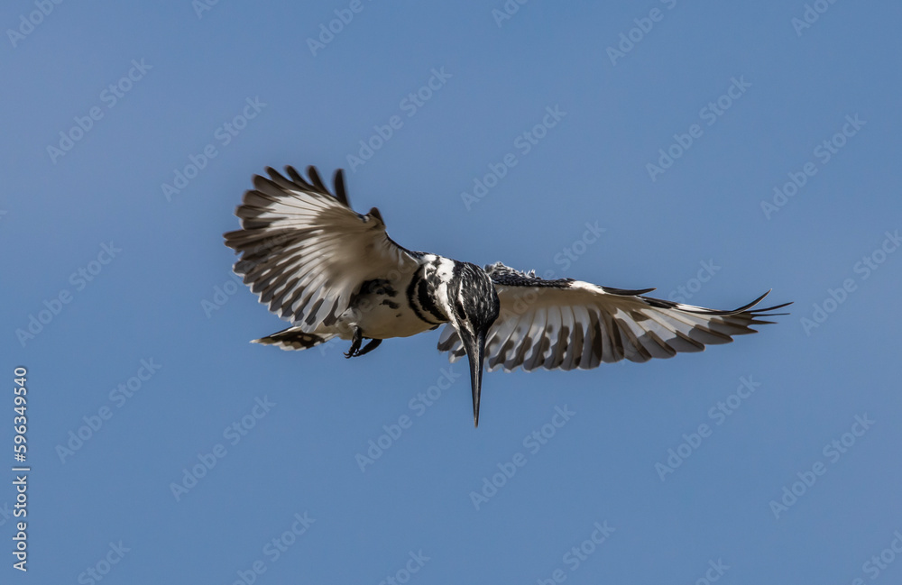 Obraz premium Pied Kingfisher spreading wings flying in the sky.