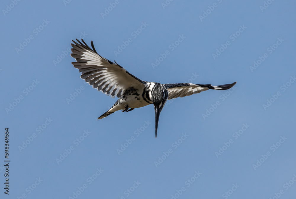 Fototapeta premium Pied Kingfisher spreading wings flying in the sky.