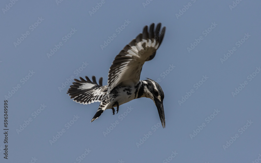 Pied Kingfisher spreading wings flying in the sky. Pied Kingfisher spreading wings flying in the sky.