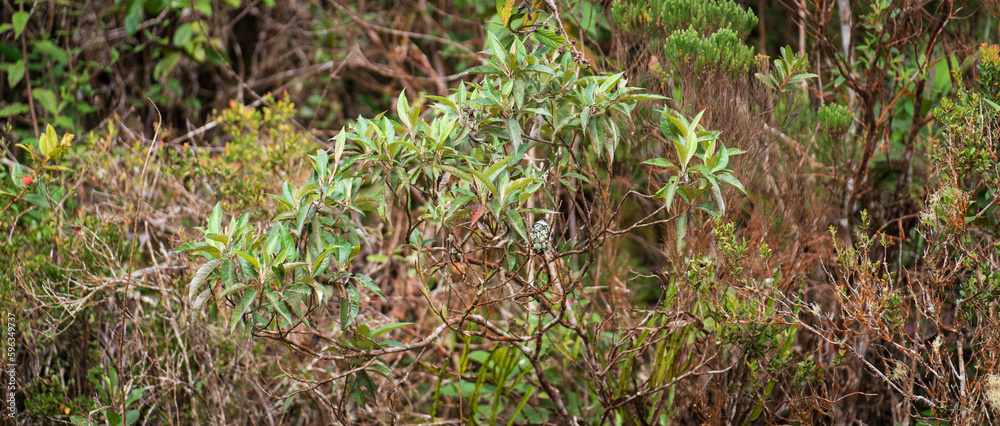 Hummingbird Nest Hidden Among Dense Jungle Foliage Hummingbird Nest Hidden Among Dense Jungle Foliage