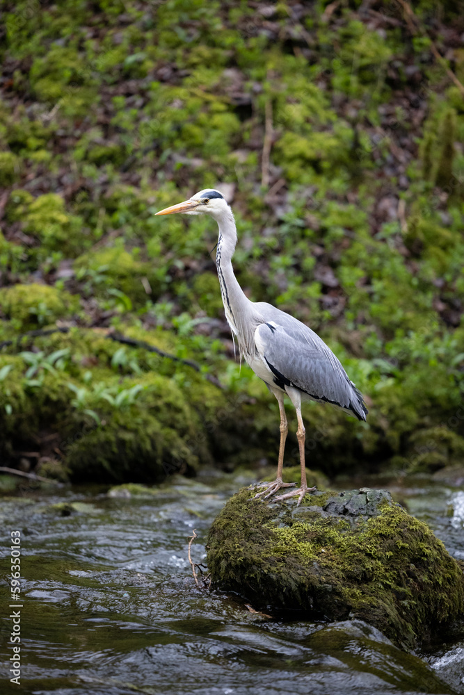 Grey Heron (Ardea cinerea) stood on a rock in a river - Yorkshire, UK in April, Spring Grey Heron (Ardea cinerea) stood on a rock in a river - Yorkshire, UK in April, Spring