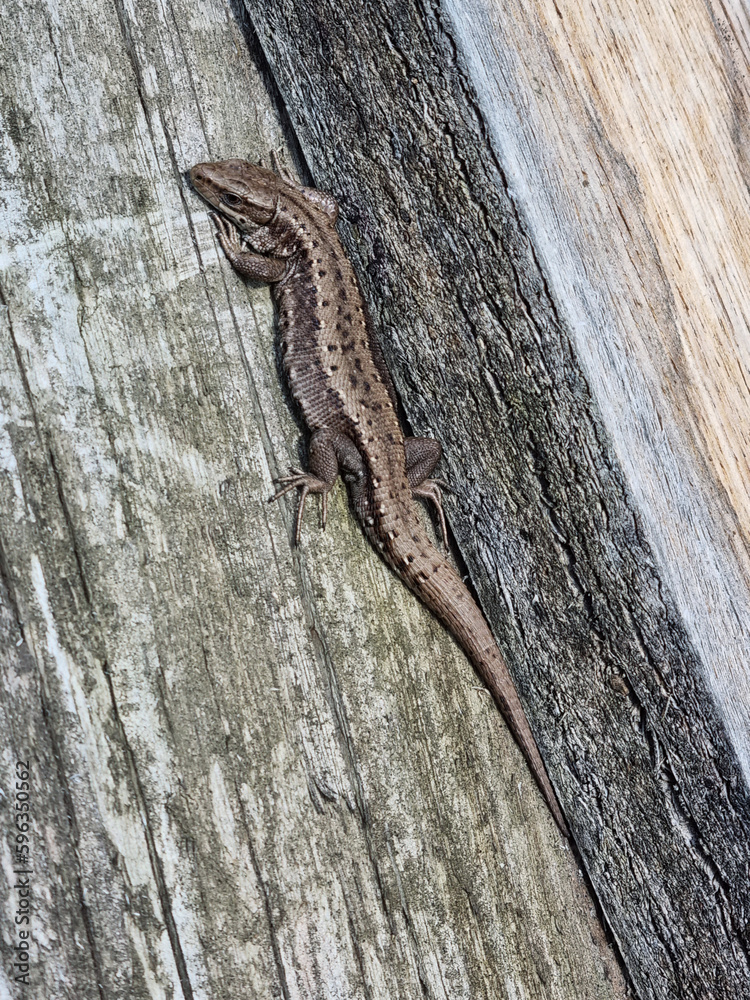 Lizard on a wooden board. The lizard basks in the sun. Selective focus Lizard on a wooden board. The lizard basks in the sun. Selective focus