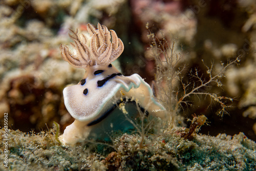 Diving Nabucco & Nunukan Island - Maratua Atoll Indonesia photo