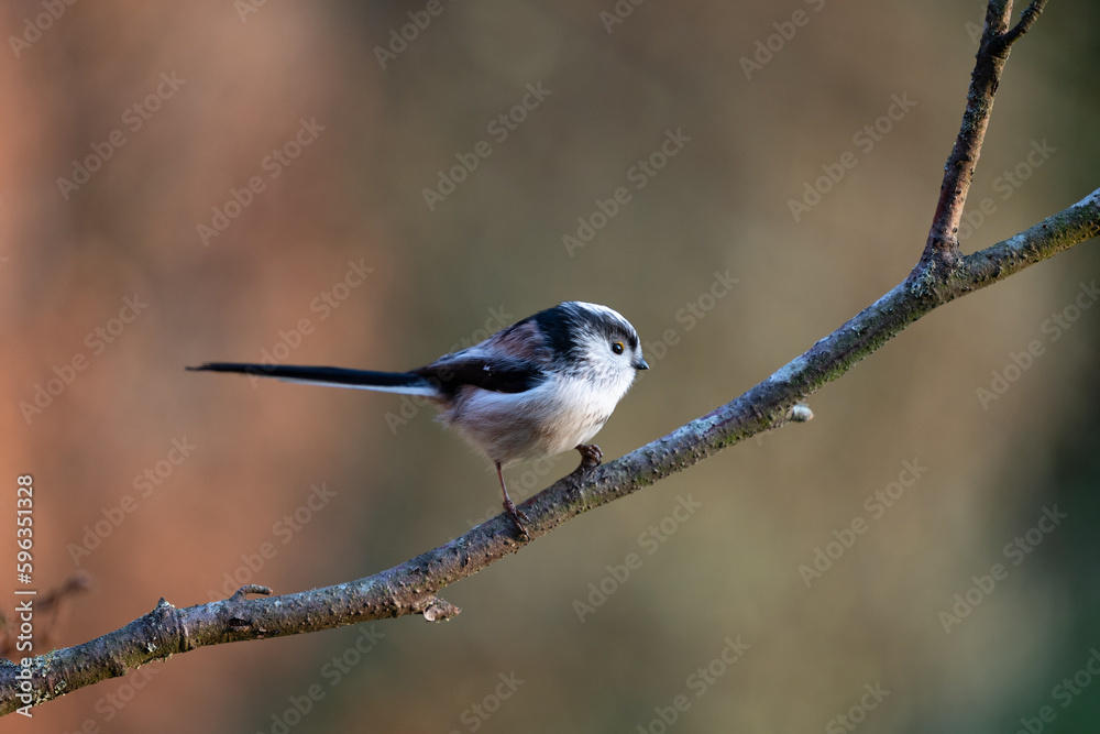 Long-Tailed Tit (Aegithalos caudatus) perched on thin branch - Yorkshire, UK in March Long-Tailed Tit (Aegithalos caudatus) perched on thin branch - Yorkshire, UK in March
