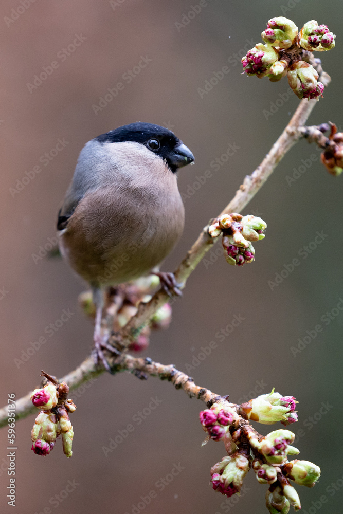 Naklejka premium Adult female Eurasian Bullfinch (Pyrrhula pyrrhula) facing the camera, perched on thin budding branch - Yorkshire, UK in March