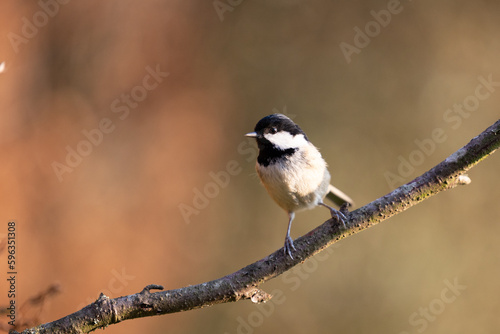 Coal Tit (Periparus ater) posing on a branch in late spring sunshine - Yorkshire, UK in March.