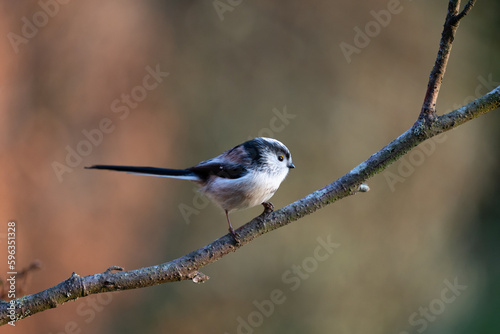 Long-Tailed Tit (Aegithalos caudatus) perched on thin branch - Yorkshire, UK in March © Helen