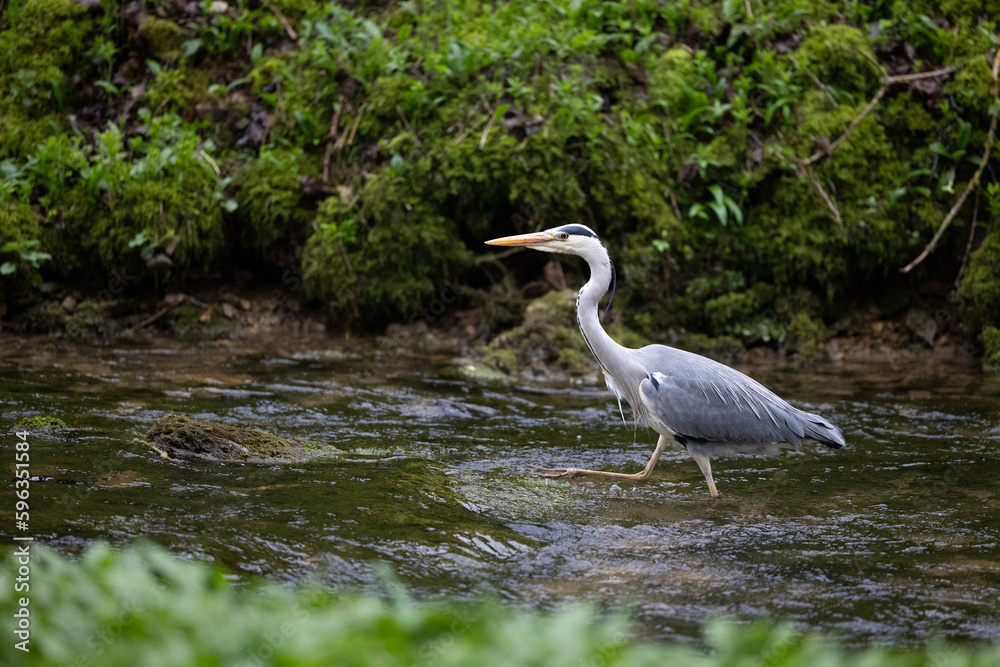 Naklejka premium Grey Heron (Ardea cinerea) walks / strides upstream through a river - Yorkshire, UK in April, Spring