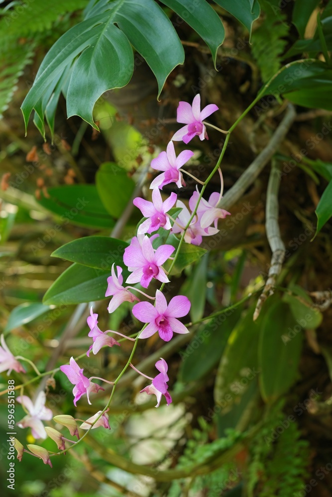 Dendrobium or orchid flower with blurry background. Bunga Anggrek Dendrobium or orchid flower with blurry background. Bunga Anggrek