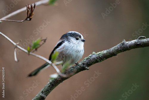 Long-Tailed Tit (Aegithalos caudatus) perched on a branch - Yorkshire, UK in March