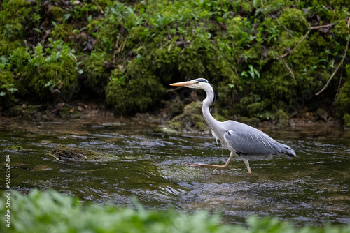 Grey Heron  Ardea cinerea  walks   strides upstream through a river - Yorkshire  UK in April  Spring