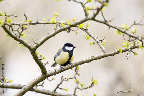Great Tit (Parus major) perched on a early Spring branch Yorkshire, UK in April