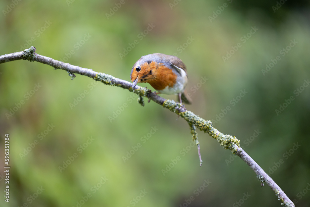European Robin (Erithacus rubecula) perched on a thin branch - Yorkshire, UK in May, Spring European Robin (Erithacus rubecula) perched on a thin branch - Yorkshire, UK in May, Spring