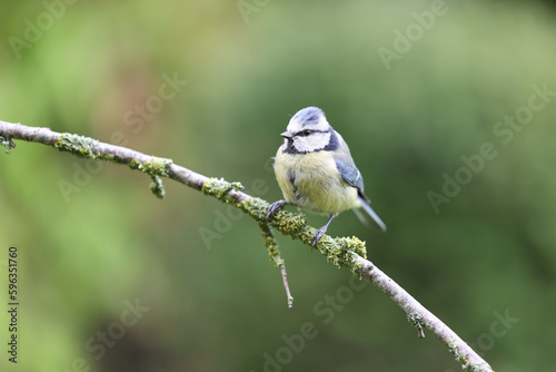 Blue Tit (Cyanistes caeruleus) perched on a thin branch - Yorkshire, UK in May, Spring