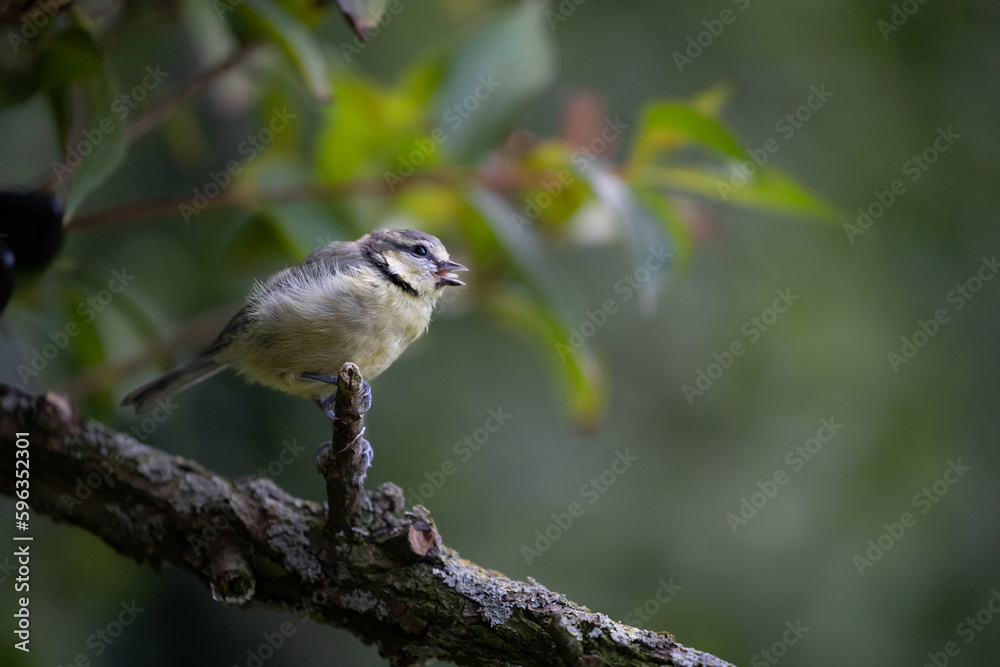 Juvenile Blue Tit (Cyanistes caeruleus) in summer. Perched on a branch with a natural green foliage background - Yorkshire, UK in August 