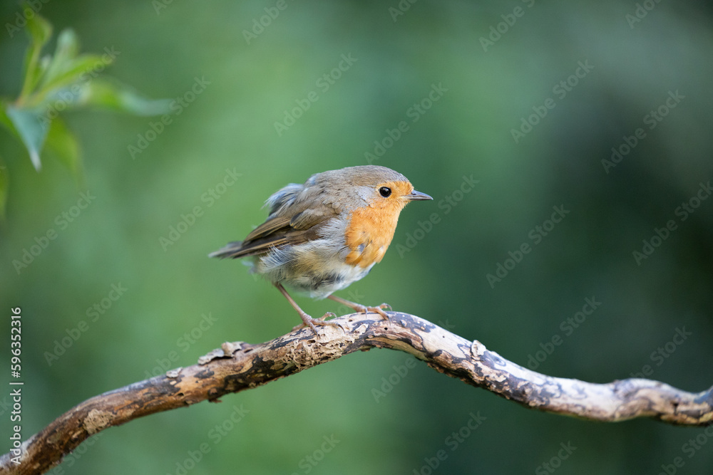 Tailless European Robin (Erithacus rubecula) perched on a branch in summer. Missing tail feathers - Yorkshire, UK in August Tailless European Robin (Erithacus rubecula) perched on a branch in summer. Missing tail feathers - Yorkshire, UK in August
