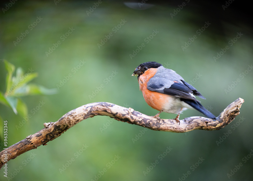 Moulting adult male Eurasian Bullfinch (Pyrrhula pyrrhula) perched on a branch - Yorkshire, UK in September Moulting adult male Eurasian Bullfinch (Pyrrhula pyrrhula) perched on a branch - Yorkshire, UK in September