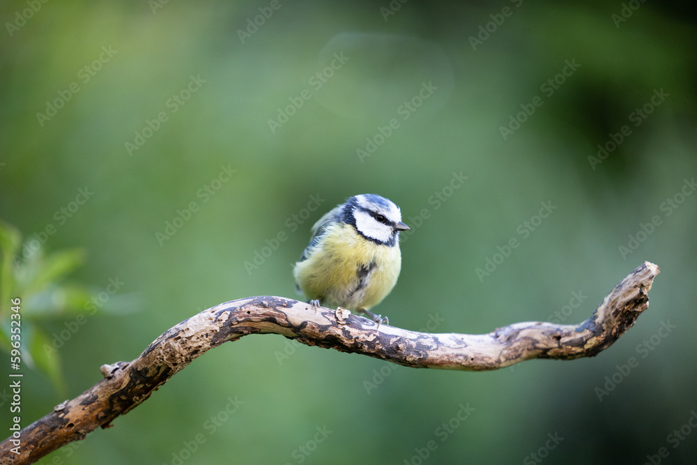 Obraz premium Blue Tit (Cyanistes caeruleus) perched on a branch with a green background - Yorkshire, UK in August