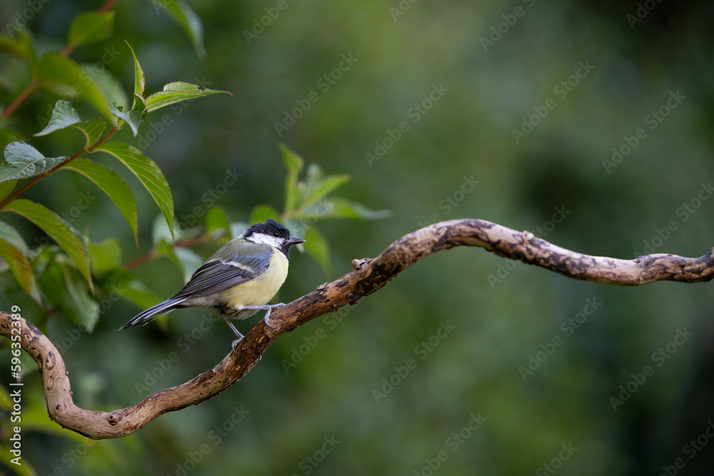 Great Tit (Parus major) perched on a branch in summer with a green background - Yorkshire, UK in August Great Tit (Parus major) perched on a branch in summer with a green background - Yorkshire, UK in August
