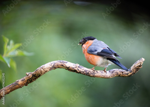 Moulting adult male Eurasian Bullfinch (Pyrrhula pyrrhula) perched on a branch - Yorkshire, UK in September